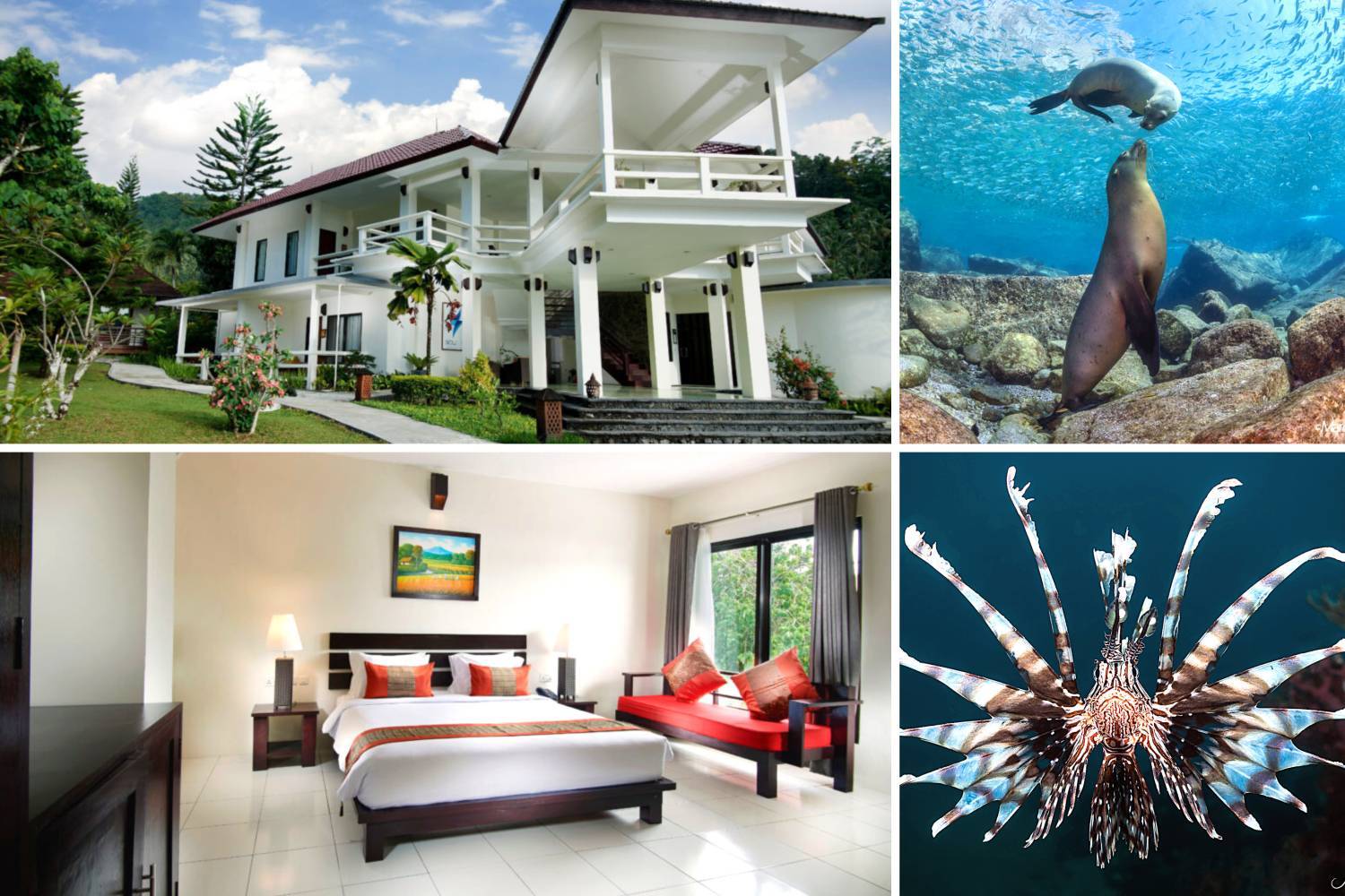 【印尼】藍碧島Solitude Lembeh Resort 5日4夜潛水自由行套票