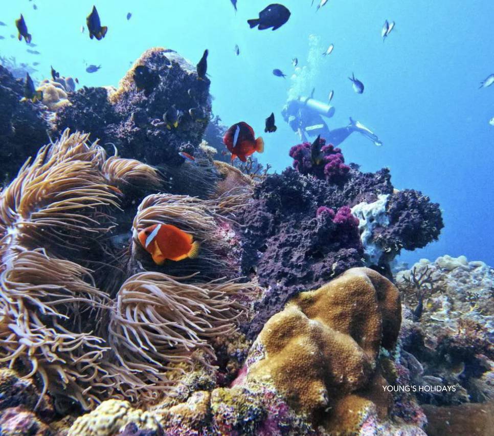 【Fiji】2026年9月25至10月4 10日7夜斐濟極限鯊魚潛水團*隨團教練