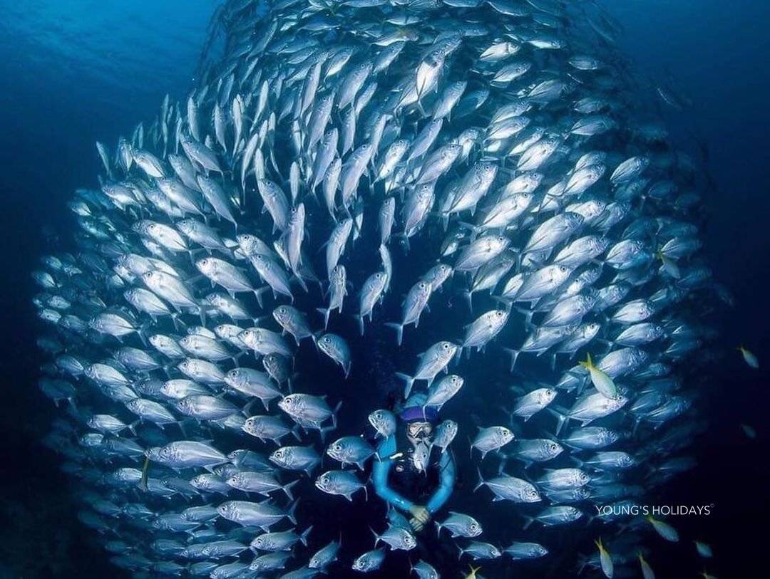 【Coron】2026年4月30日-5月6日 7日6夜 菲律賓科隆島潛水團 *隨團教練Berry