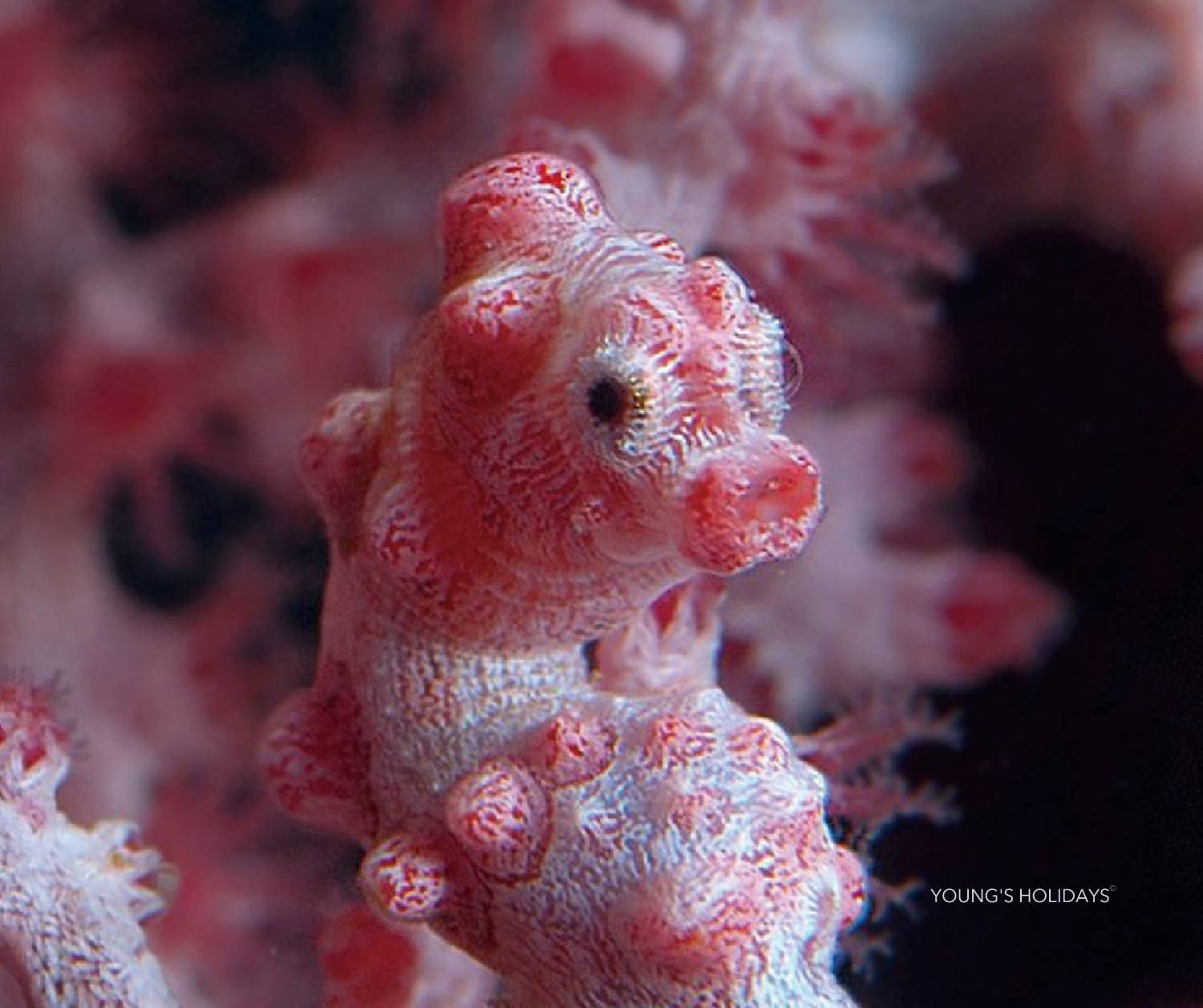 【Dumaguete】Atmosphere Resorts & Spa Philippines 5 days 4 nights diving package