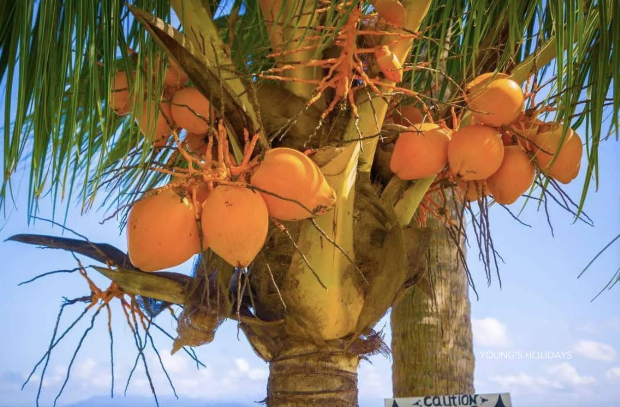 【Fiji】Garden Island Resort Diving package