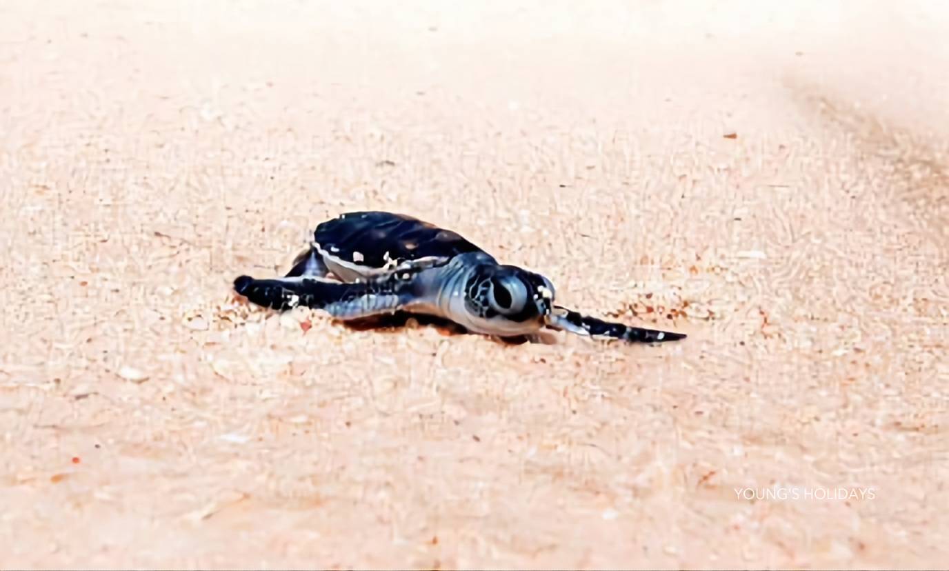 【Derawan】Derawan Dive Lodge  5 days 4 nights diving package