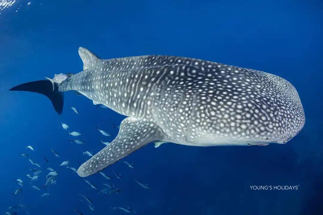 【Thailand】2026年12月29日-2027年1月4日 7日6夜豪華泰國船潛團*隨團教練