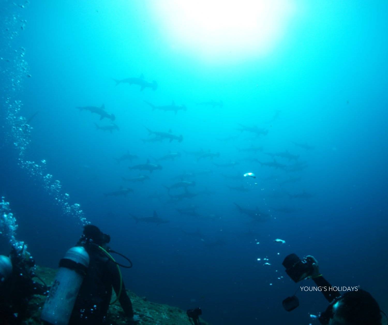 【神子元島】與鎚頭鯊共游潛水4日3夜旅遊潛水套票
