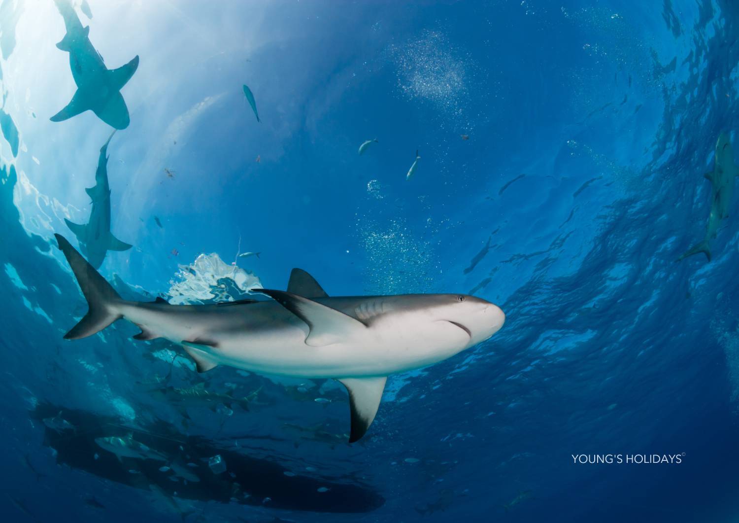 【Fiji】Garden Island Resort Diving package