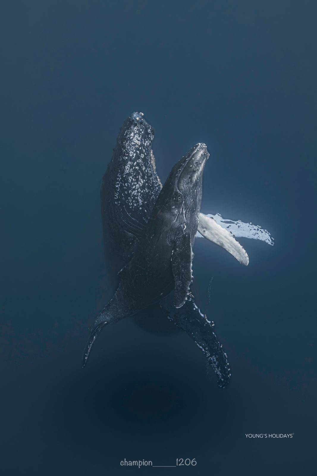 【沖繩潛水】2026年沖繩Okinawa與鯨魚共游Whale Swim旅行團(隨團教練-Berry)