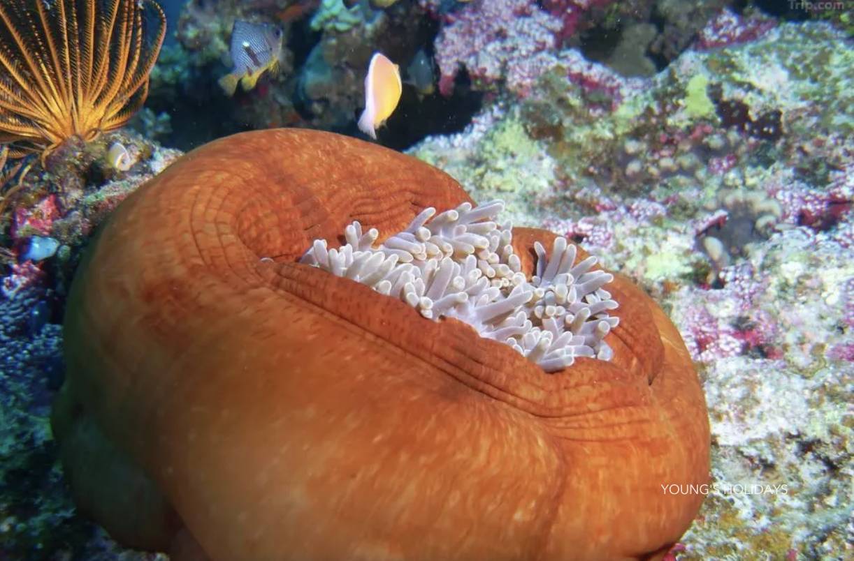 【Fiji】Garden Island Resort Diving package