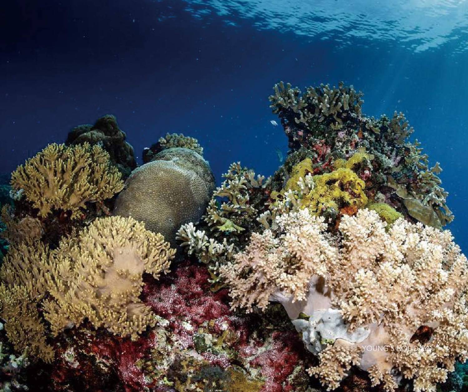 【Philippine】Dumaguete Azure Dive Resort 5 days 4 nights diving package
