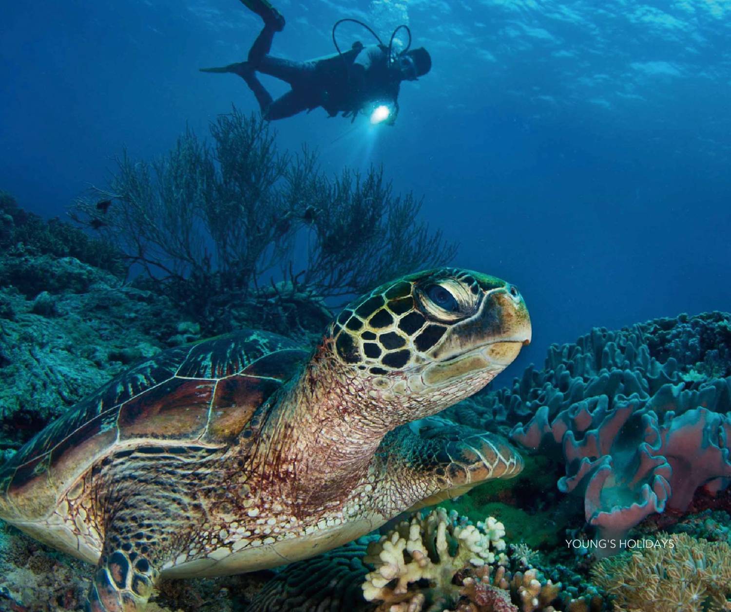 【Dumaguete】Atmosphere Resorts & Spa Philippines 5 days 4 nights diving package