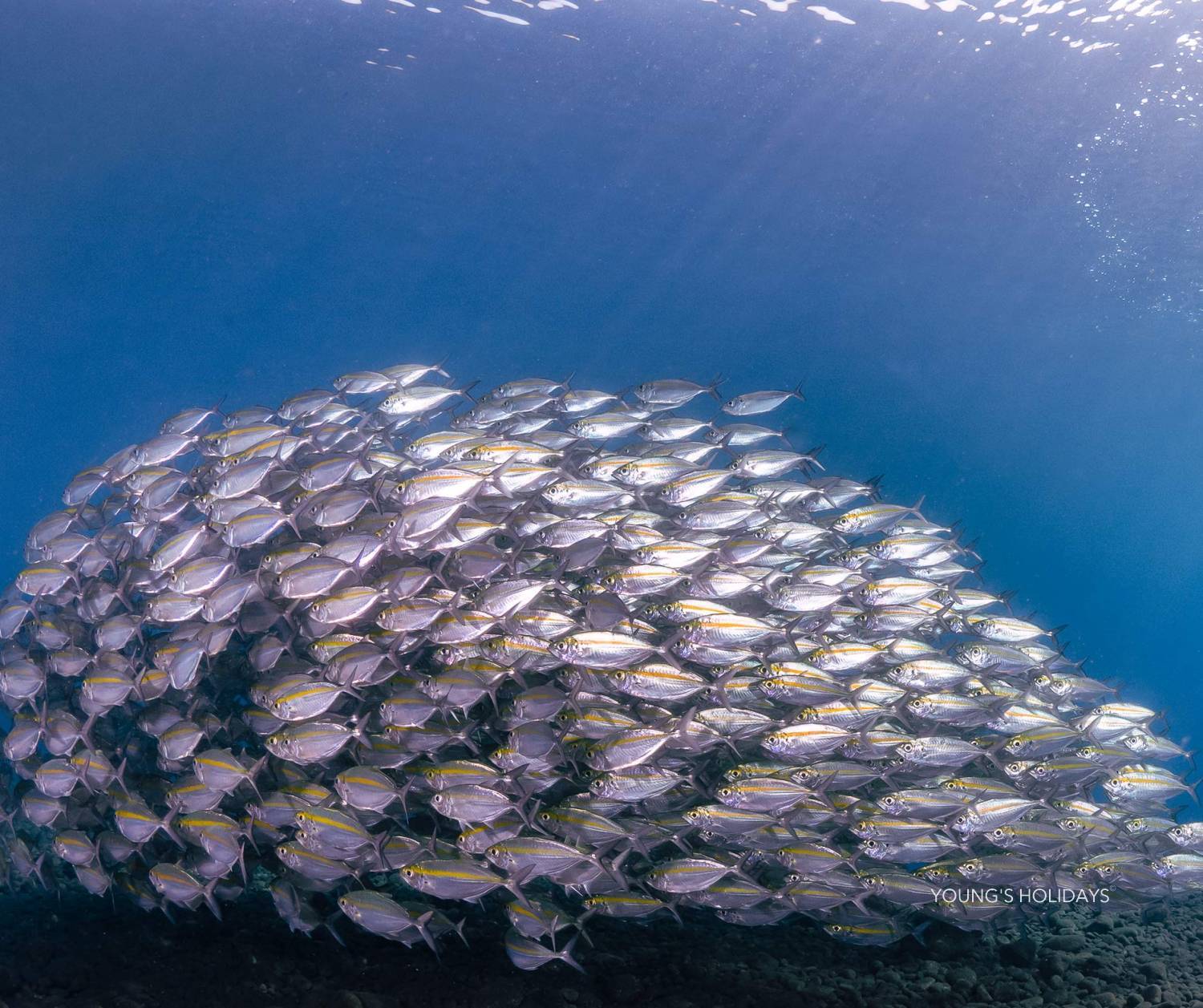 【Tulamben】Villa Markisa Dive Resort 6 days 5 nights Indonesia diving package