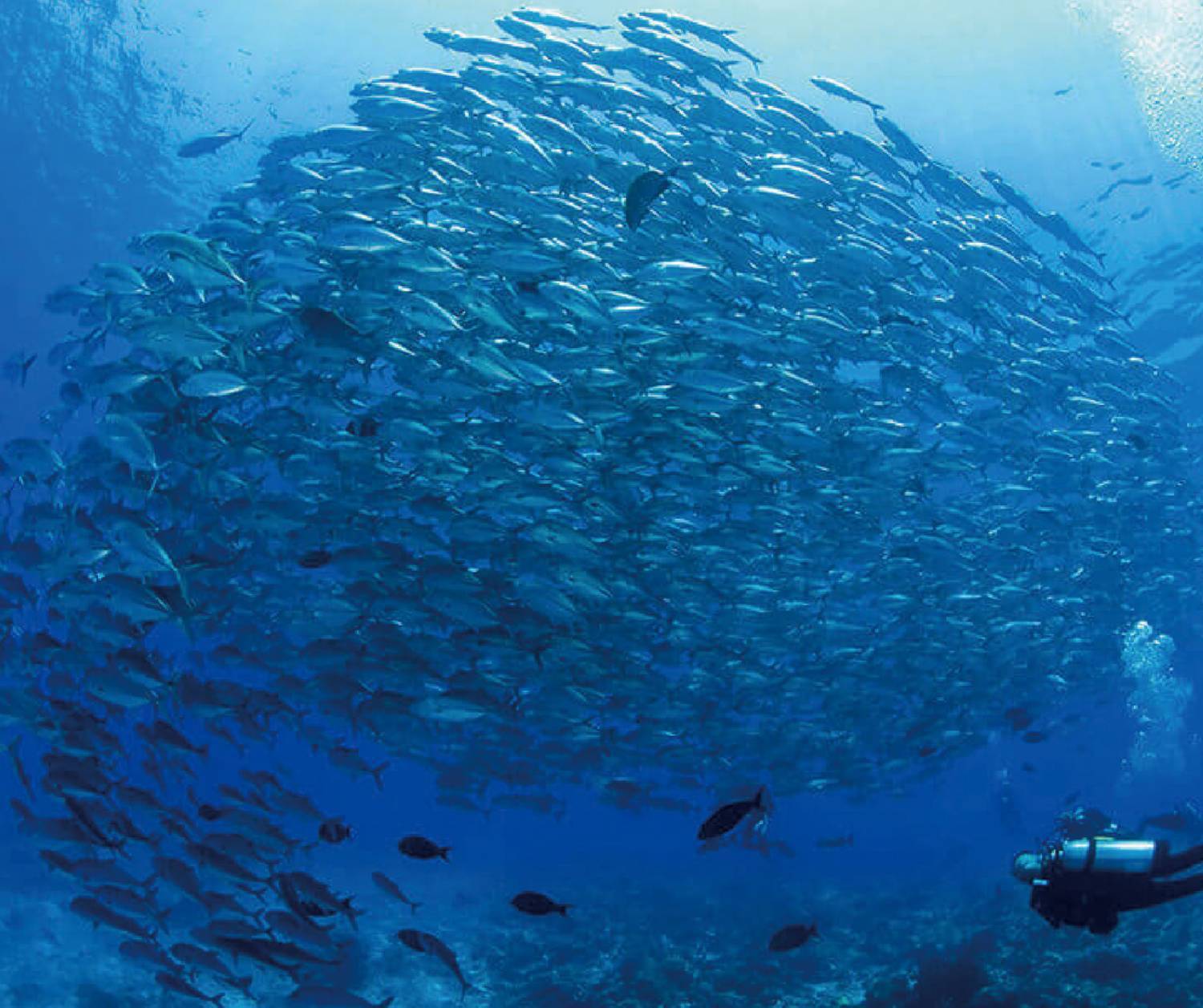 【菲律賓】 Atlantis Dumaguete Dive Resort 5日4夜潛水自由行套票