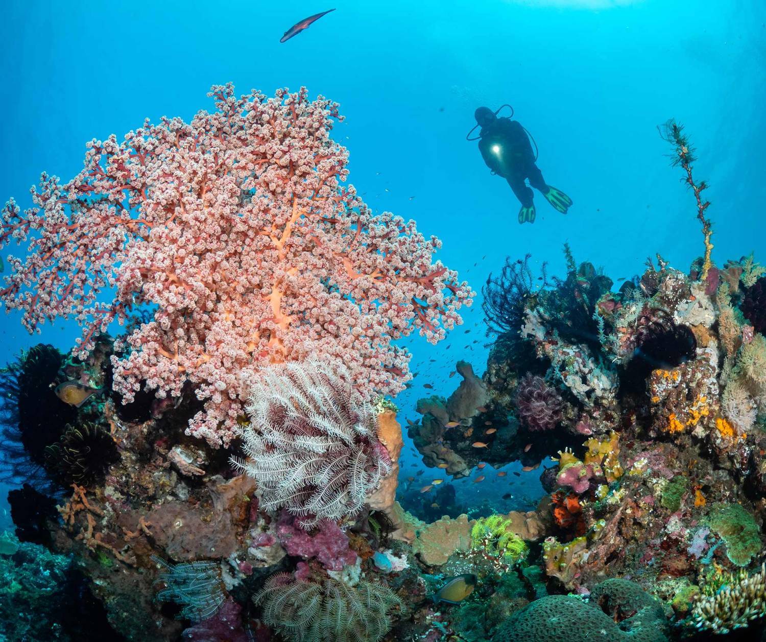 【Indonesia】Tulamben Villa Markisa Dive Resort 6 days 5 nights diving package