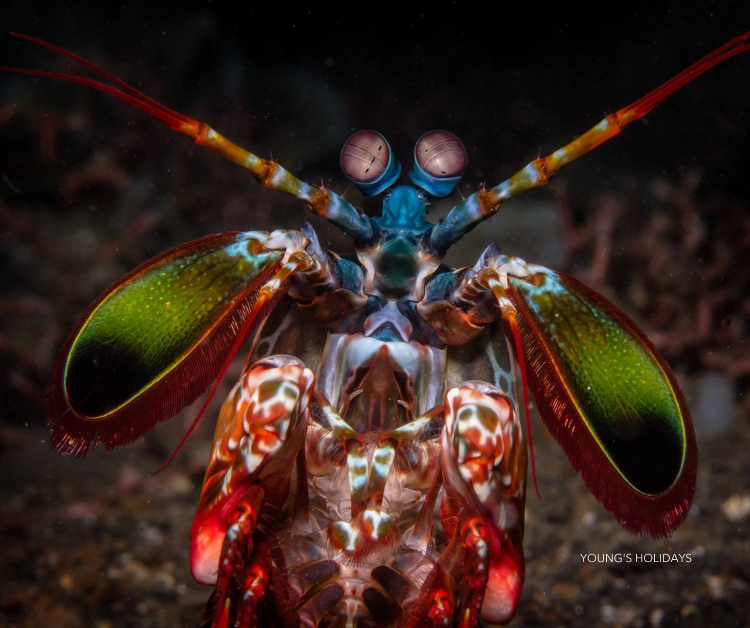 【Manado】Bastianos Bangka Dive Resort 6 days Indonesia diving package