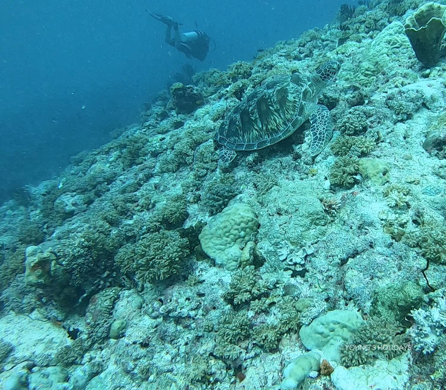 【Maldives】Hanifaru Bay Kiha Beach Resot 5 day 4 night diving package