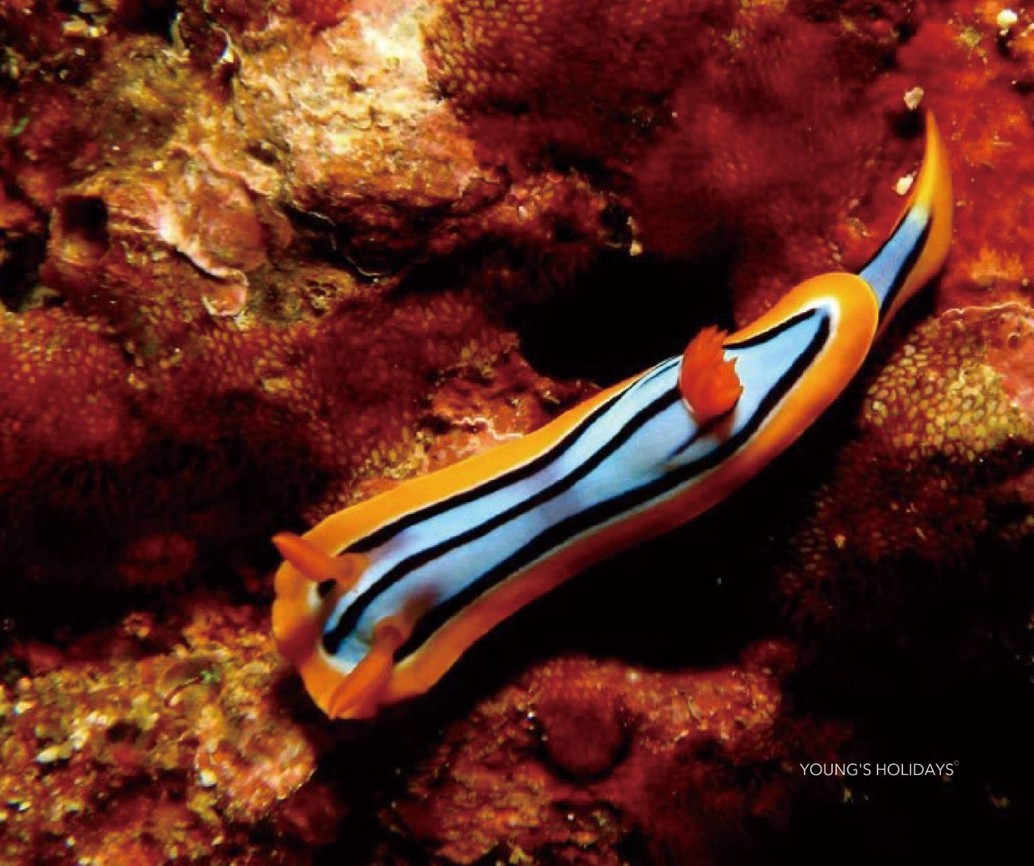 【Indonesia】Pulau Weh Resort 6 days 5 nights diving package