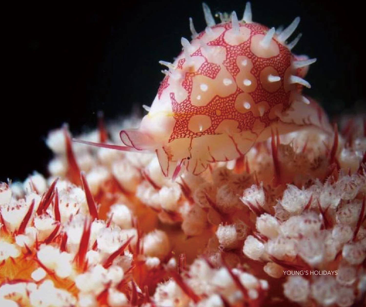 【Dumaguete】Atmosphere Resorts & Spa Philippines 5 days 4 nights diving package