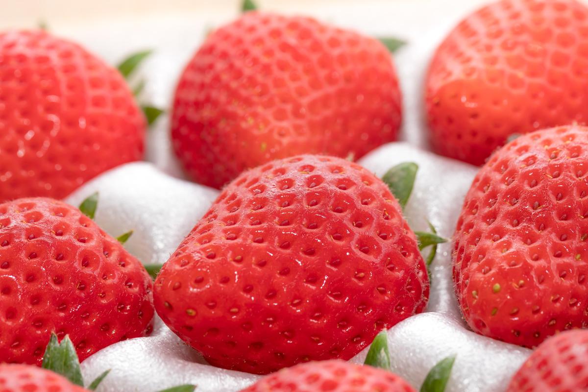 【田園草莓之味】福岡Berry Field草莓60分鐘任食體驗