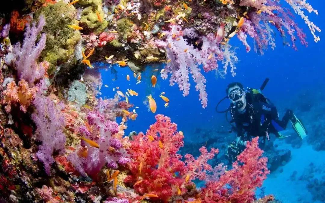 【Tubbataha】Atlantis Dive Resort & Liveaboard - Atlantis Infiniti 圖巴塔哈船潛套票