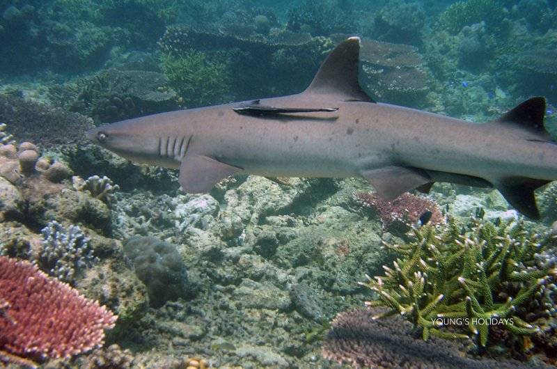 【Tubbataha】Atlantis Dive Resort & Liveaboard - Atlantis Adventurer 豪華圖巴塔哈船潛套票