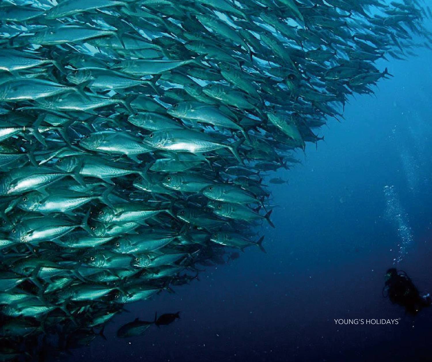 【Indonesia】Pulau Weh Resort 6 days 5 nights diving package