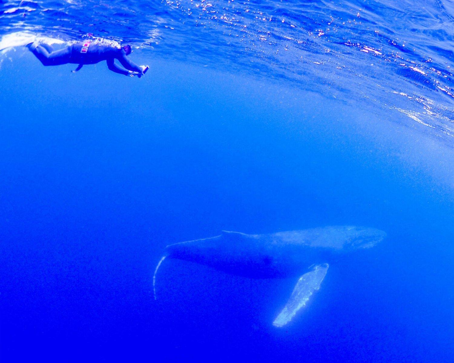 *已額滿*【沖繩潛水】2024年2月29-3月4日沖繩Okinawa與鯨魚共游Whale Swim5日4夜旅行團