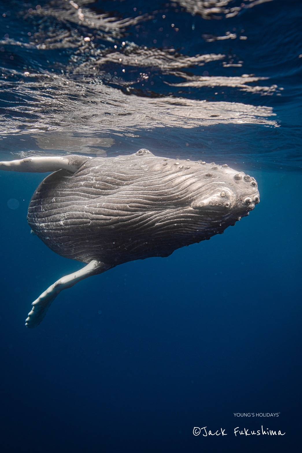 【沖繩潛水】2026年沖繩Okinawa與鯨魚共游Whale Swim旅行團(隨團教練-Berry)