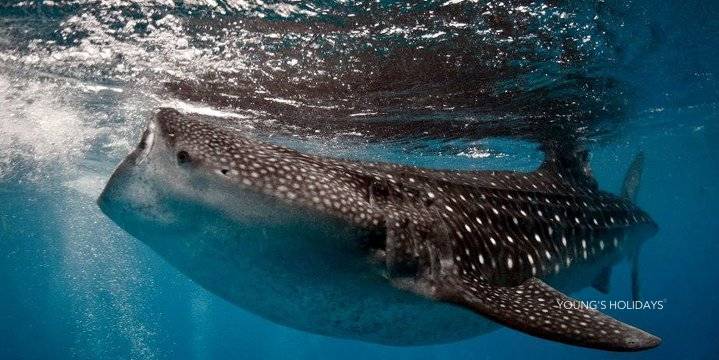 【Moalboal】2025年9月12日-16日 5日4夜 菲律賓墨寶沙甸魚風暴潛水團 *隨團教練Berry