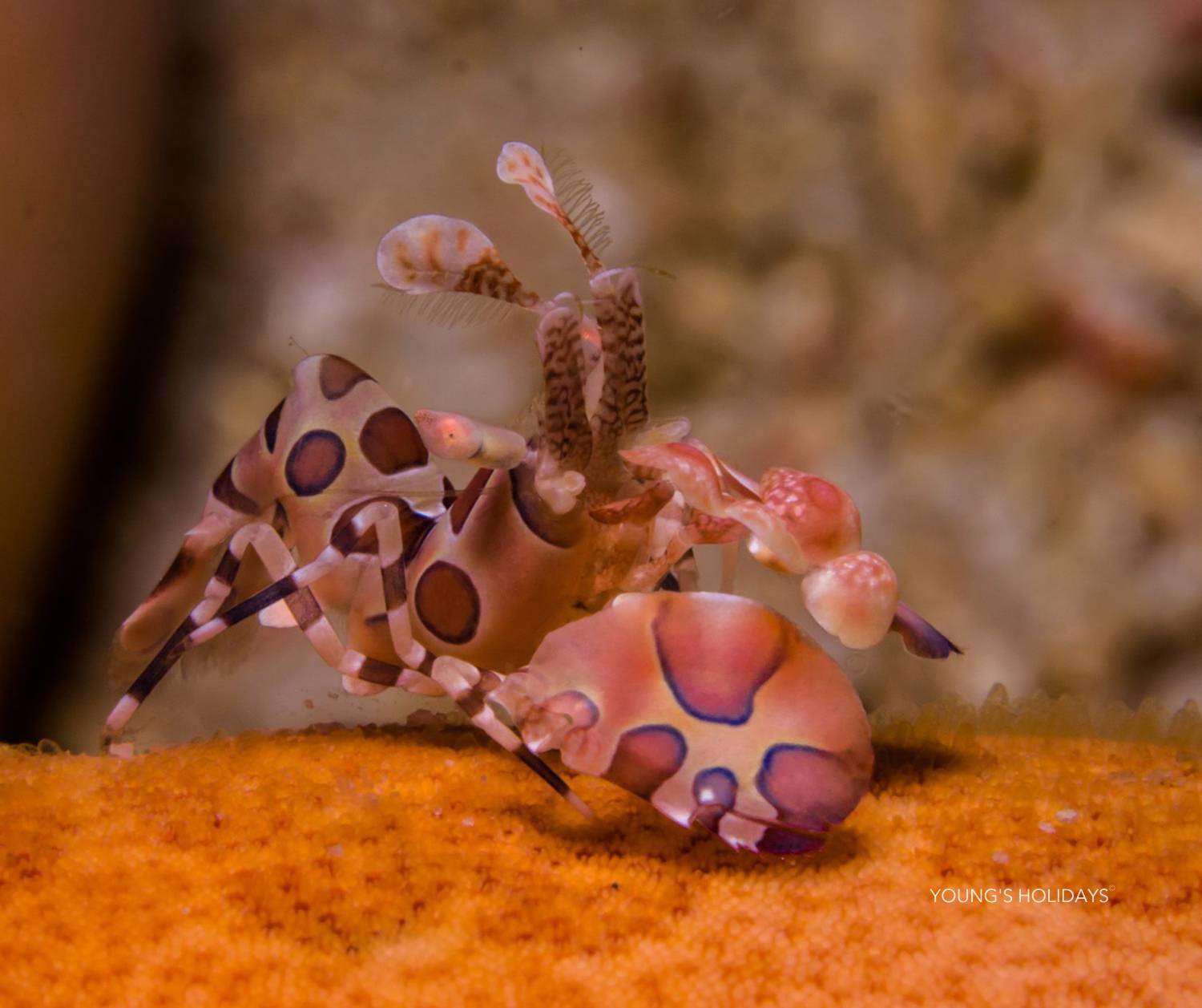 【Manado】Bastianos Bunaken Dive Resort 6 days 5 nights Indonesia diving package