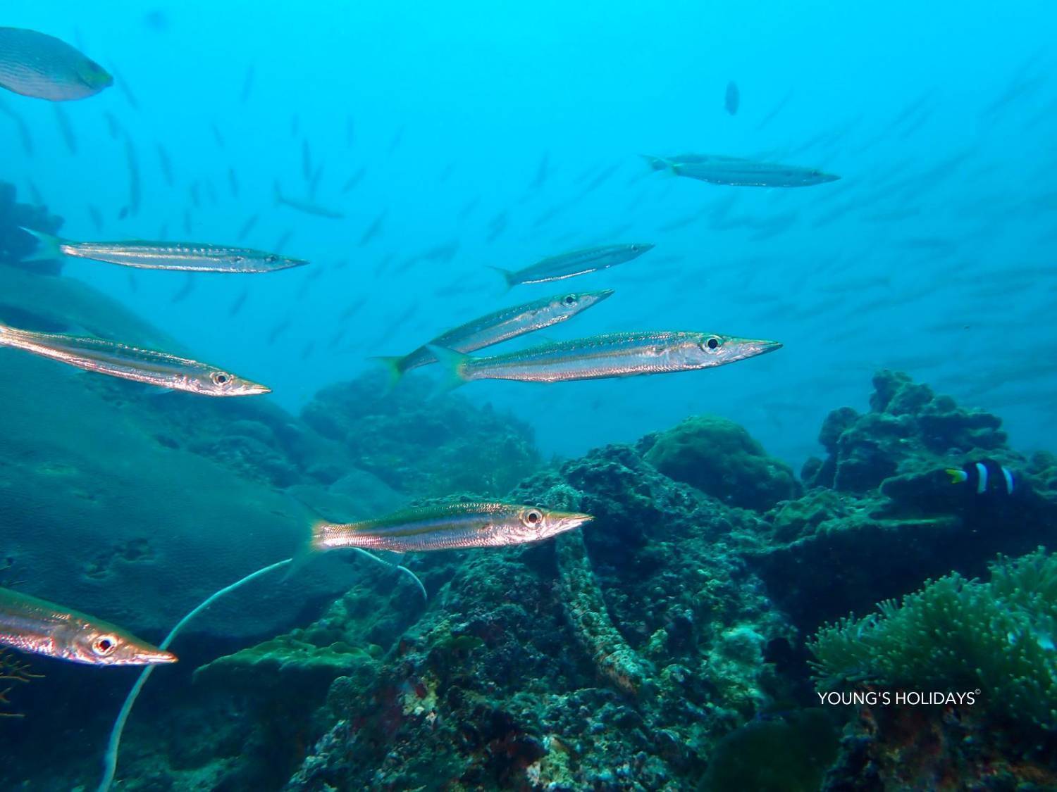 【喀比】2026年10月16日-20日 5日4夜泰國喀比潛水團*隨團教練Nim sir