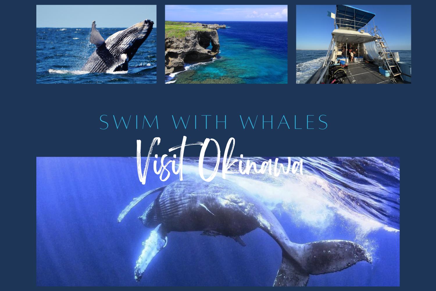 【Okinawa 】Whale Swimming 5 day 4 night Tour 15 Feb to 19 Feb 2025(Instructor Berry )