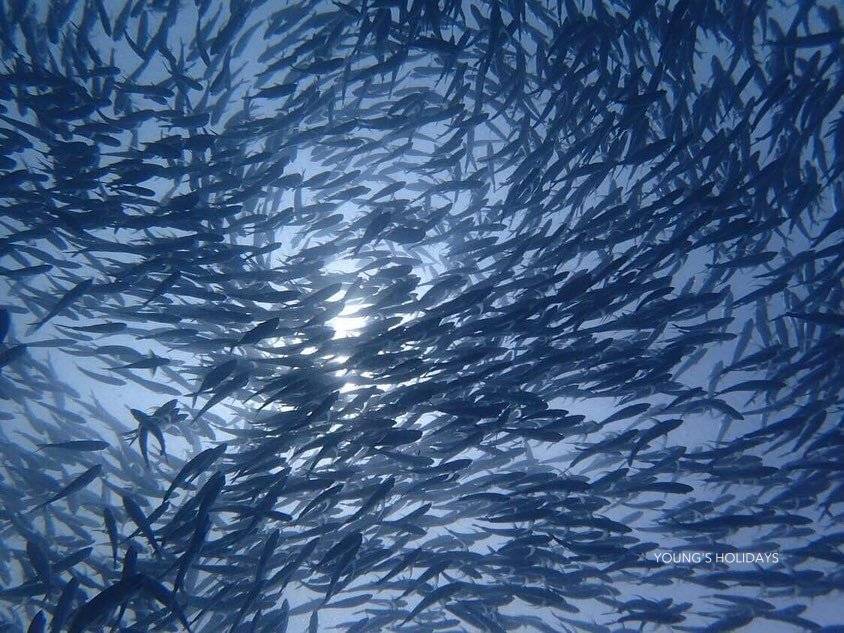 【Coron】2025年4月30日-5月5日 6日5夜 菲律賓科隆島潛水團 *隨團教練Tony