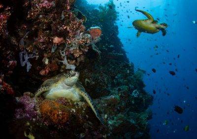 【Indonesia】 Tasik Ria Resort, Spa & Diving  6 days 5 nights diving package
