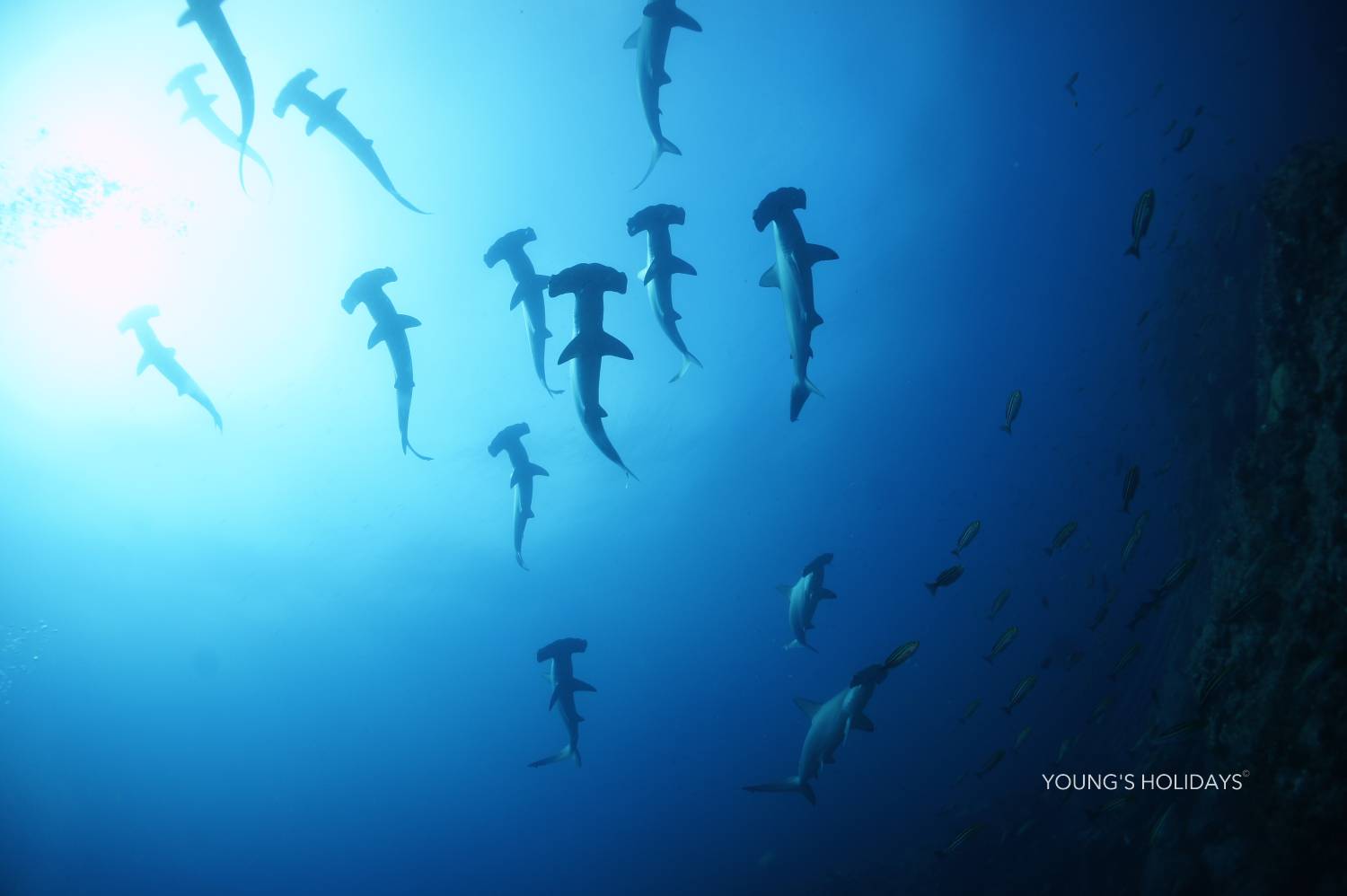 【神子元島】與鎚頭鯊共游潛水4日3夜旅遊潛水套票