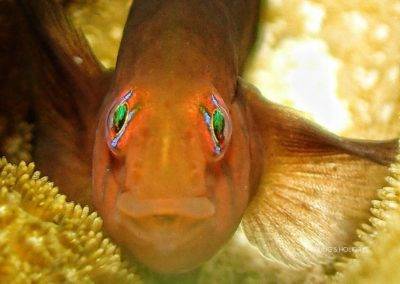 【Derawan】Derawan Dive Lodge  5 days 4 nights diving package