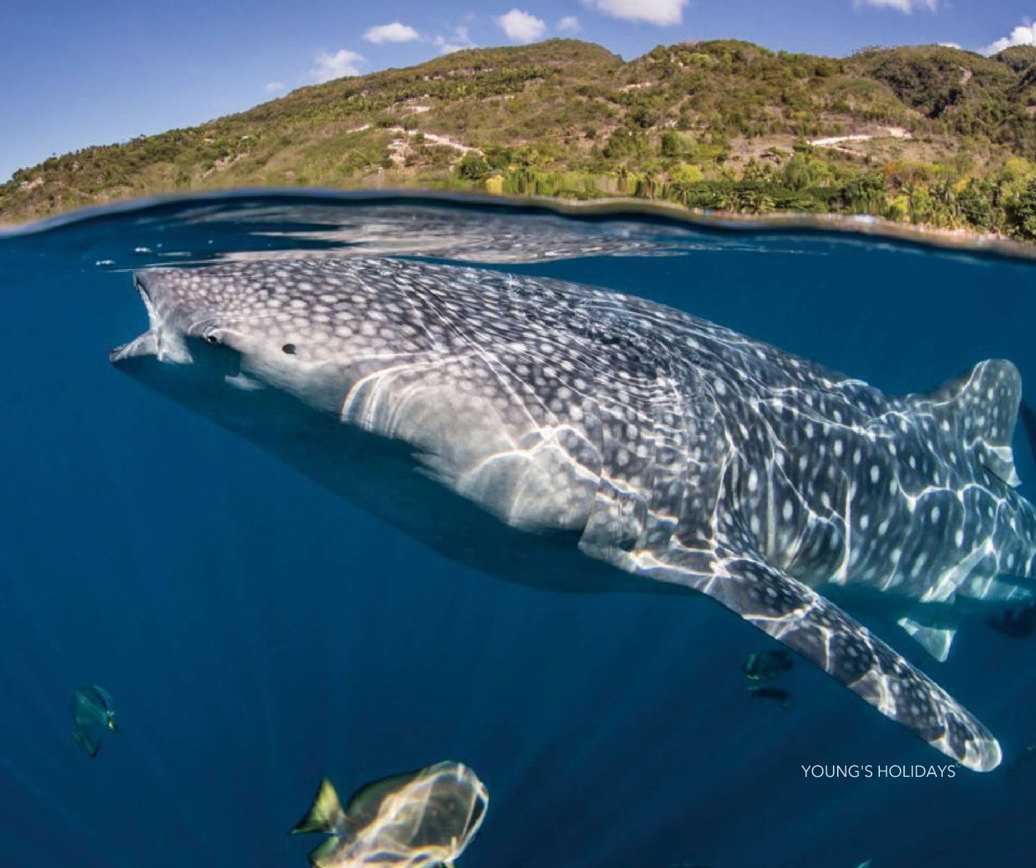 【Dumaguete】Atmosphere Resorts & Spa Philippines 5 days 4 nights diving package