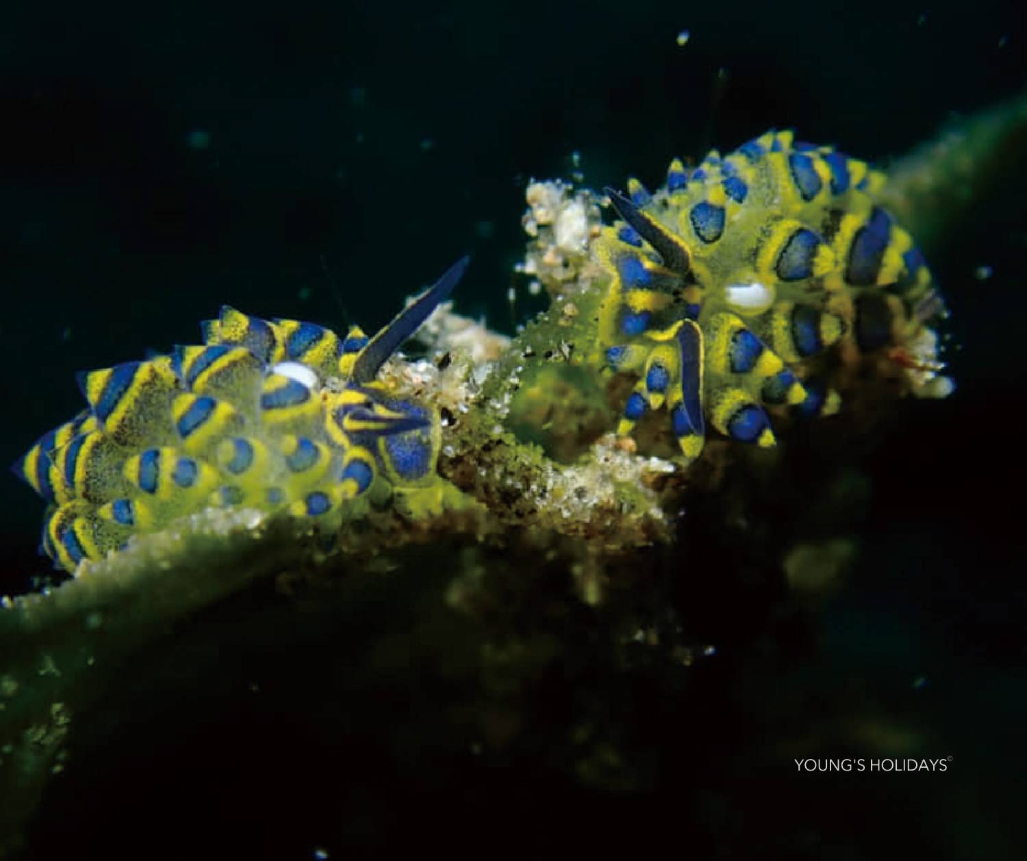 【Philippine】Dumaguete Azure Dive Resort 5 days 4 nights diving package