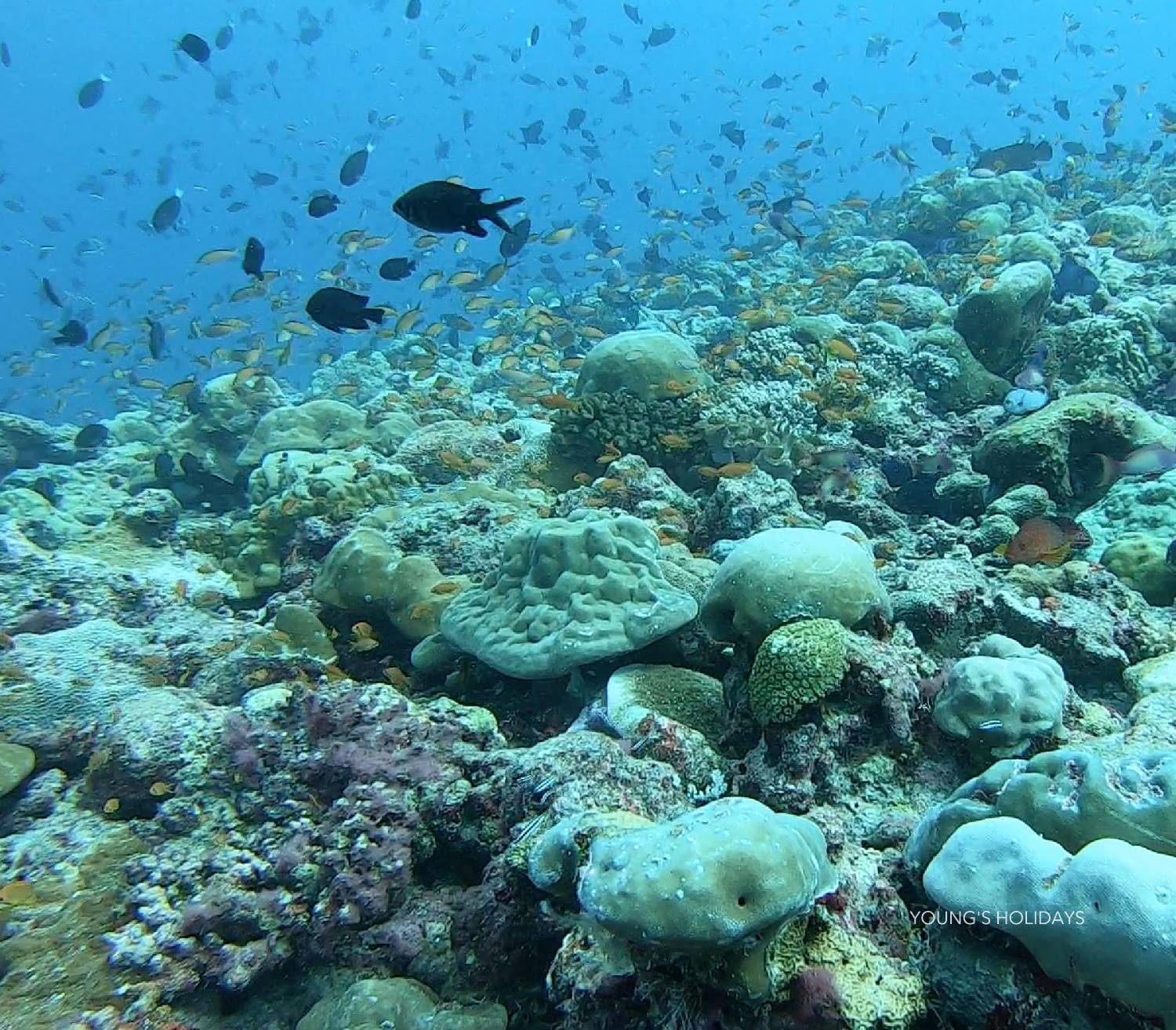 【Maldives】Hanifaru Bay Kiha Beach Resot 5 day 4 night diving package