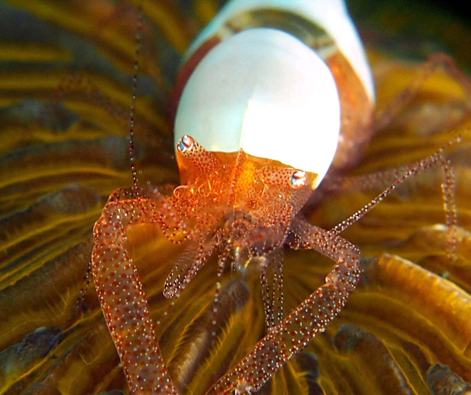 【Indonesia】Bastianos Lembeh Dive Resort 6 days 5 nights diving package