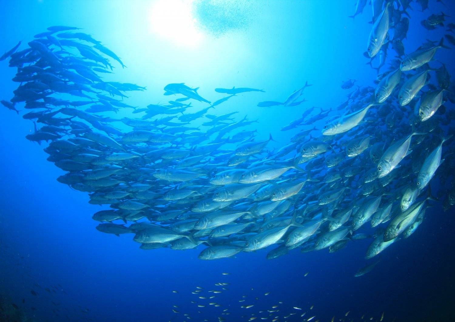 【Anilao】AniSiam Beach House Philippines Diving package