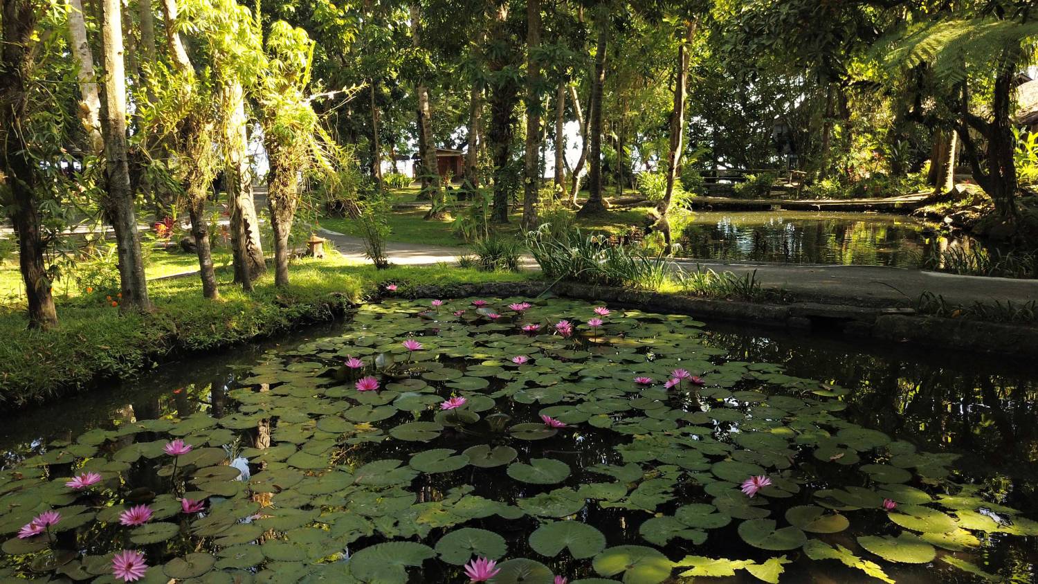 【Indonesia】 Murex Bangka Dive Resort diving package