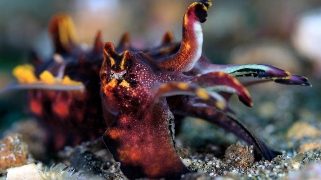 【Lembeh】藍碧島Eco Divers Lembeh 印尼潛水自由行套票