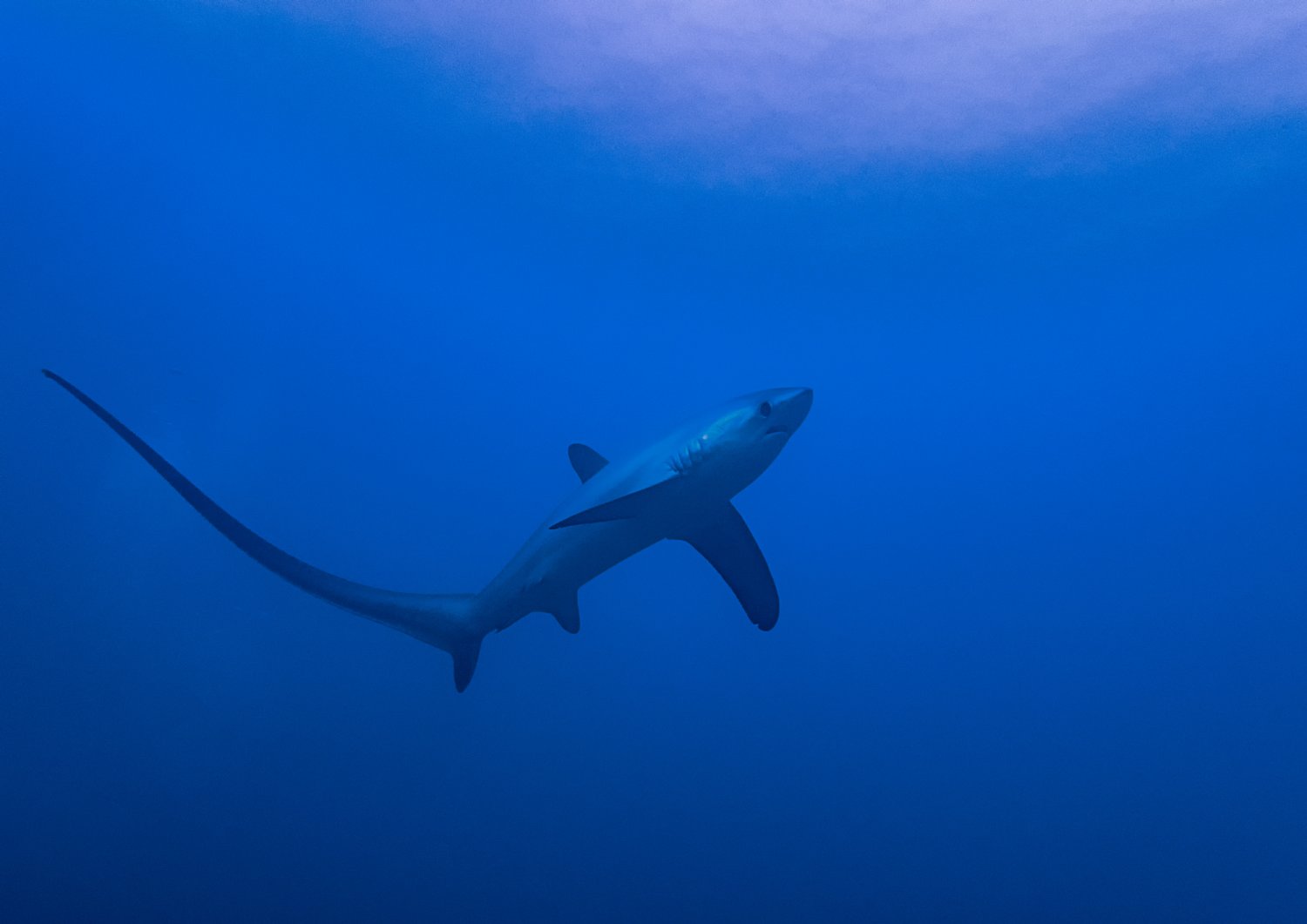 【Malapascua】馬拉帕斯卡島Hippocampus Beach Resort 5日4夜潛水自由行套票