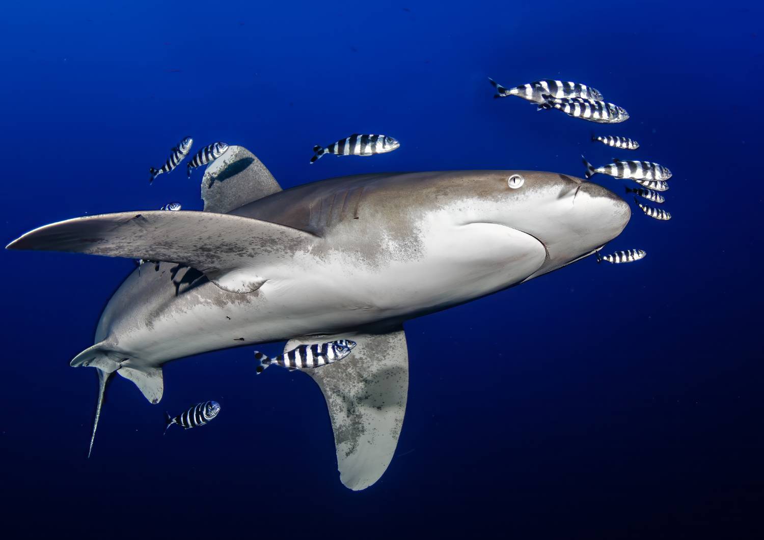 【Fuji】Matava Resort Diving package