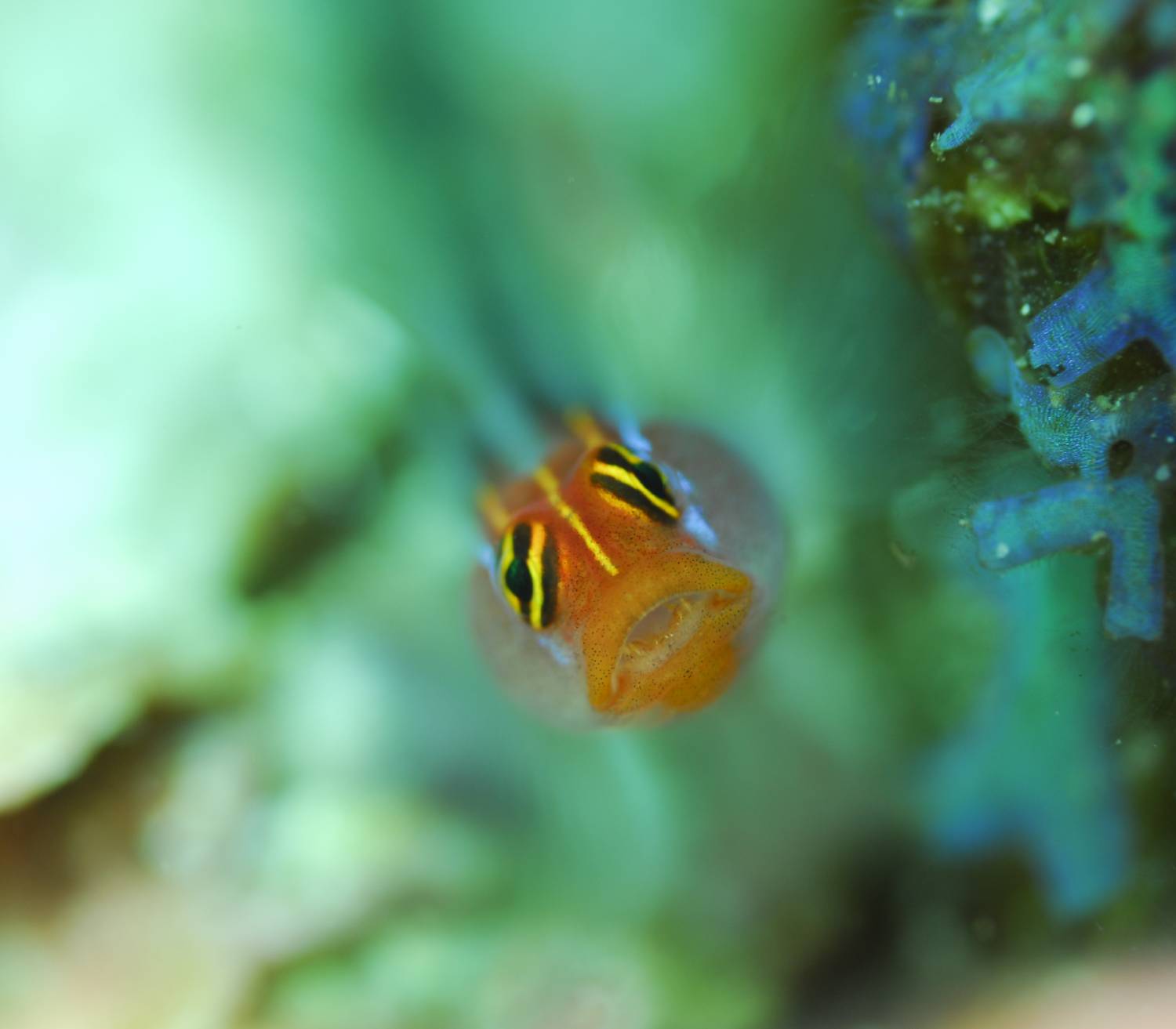 【Mexico】Sea of Cortezs Liveaboard M/V Valentina