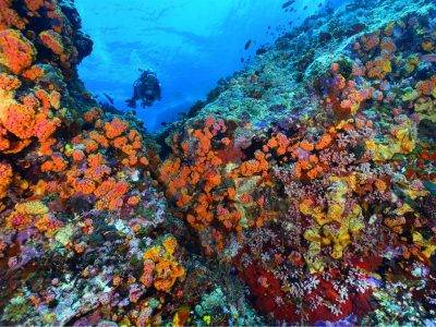 【Tubbataha】Atlantis Dive Resort & Liveaboard - Atlantis Adventurer