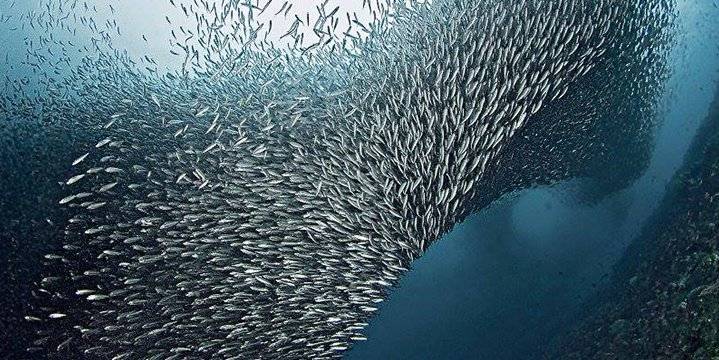 *最後兩位*【Moalboal】2024年11月28日12月2日 5日4夜 菲律賓墨寶潛水團 *隨團教練Nim*