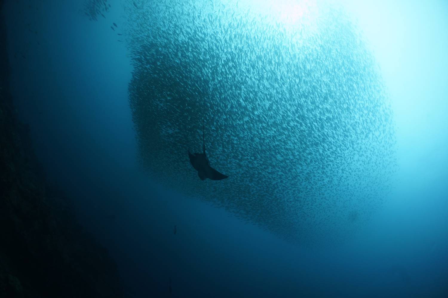 【伊豆】雲見 / 神子元島 與鎚頭鯊共游4日3夜日本潛水自由行套票