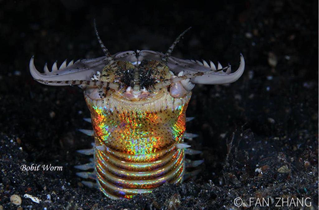 【Lembeh】Cocotinos Lembeh Resorts Indonesia diving package