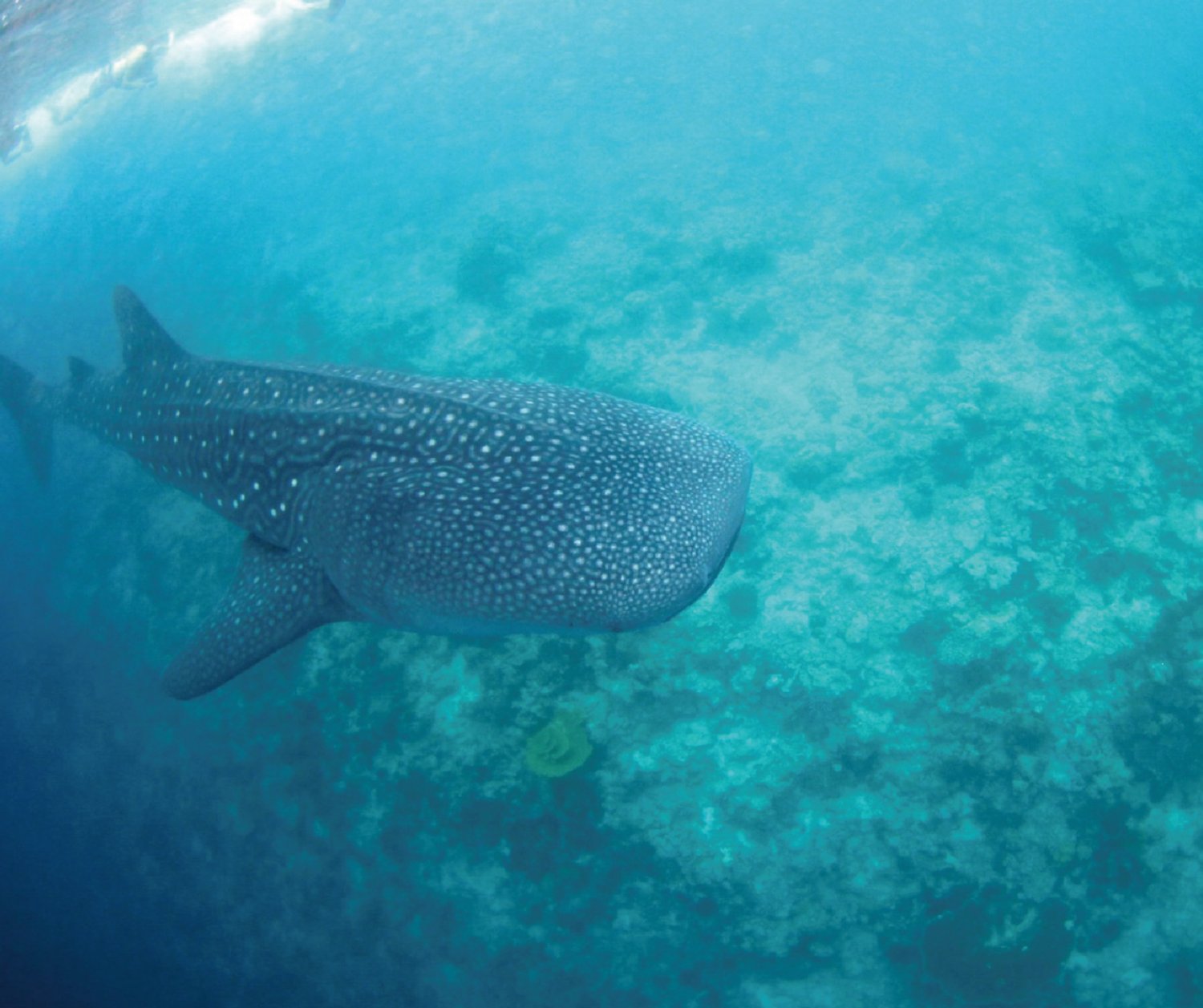 【Ecuador】Liveaboard- Calipso Diving Package