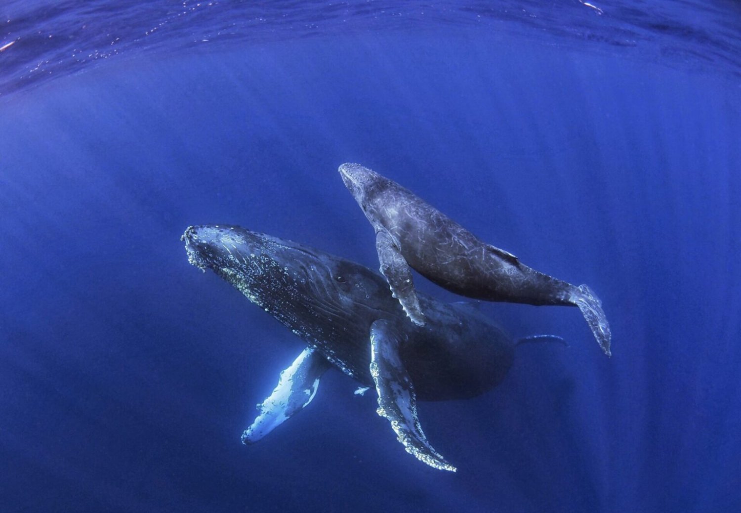 *已額滿*【沖繩潛水】2024年2月29-3月4日沖繩Okinawa與鯨魚共游Whale Swim5日4夜旅行團